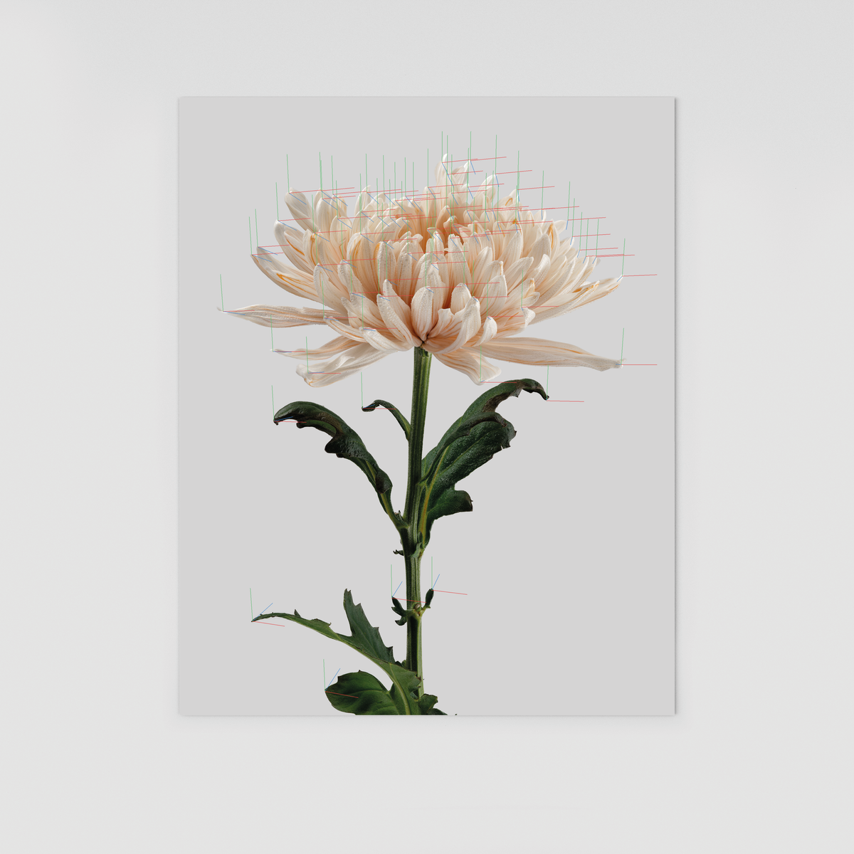 Print 001
